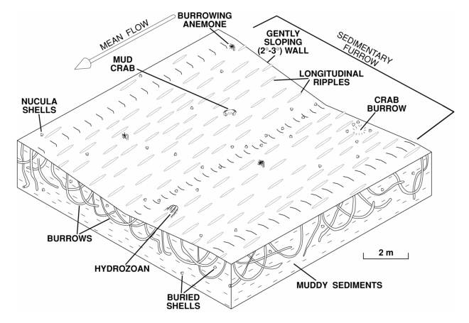 Figure 10. Image shows a perspective view of an idealized sedimentary furrow in the muddy cohesive sediments of Long Island Sound. 