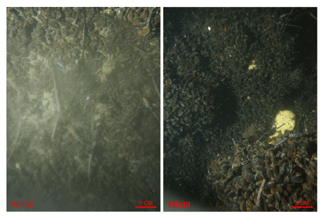 Figure 35. Bottom photographs from stations WH32 (left) and WH39 (right) showing the mussel beds that commonly cover boulders in high-energy environments. Station locations are shown in figure 12.