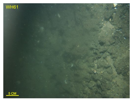 Figure 53. Bottom photograph from station WH61 showing the steep scarplet along the edge of Parker Flats. Bathymetry deepens toward the left; station location is shown in figure 12.