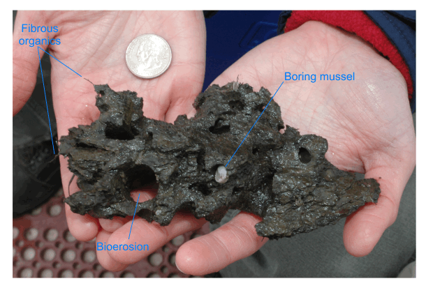 Figure 54. Photograph of a grab sample of marsh sediment from station WH61. Note the presence of fibrous organic matter and cavities formed by bio-erosion, one of which is occupied by a boring mussel. Quarter is provided for scale; station location is shown in figure 12. 