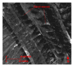 Figure 28. Detailed planar view of the sidescan-sonar mosaic produced during National Oceanic and Atmospheric Administration survey H11077 of Woods Hole, Massachusetts, showing relatively straight to sinuous alternating bands of high and low backscatter (“tiger-stripe”) pattern indicative of transverse sand waves. Location of view, which is in the channel west of Great Ledge, is shown in figure 19. 