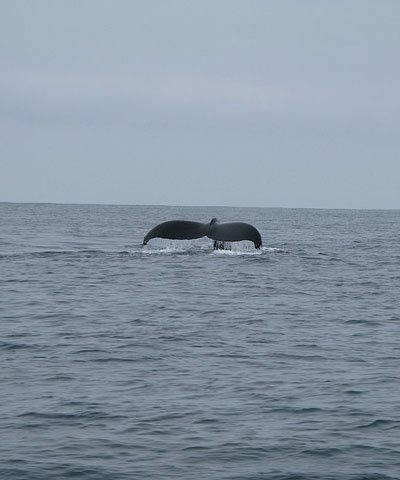 Photograph of a whale showing its tail in the ocean. See caption that follows.