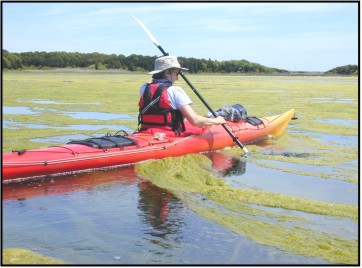 Picture showing kayaking through algal bloom.